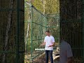 Какие сваи используются для вольера тигра?