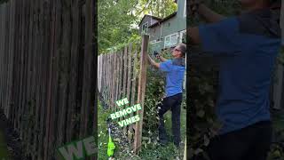 We Remove Vines