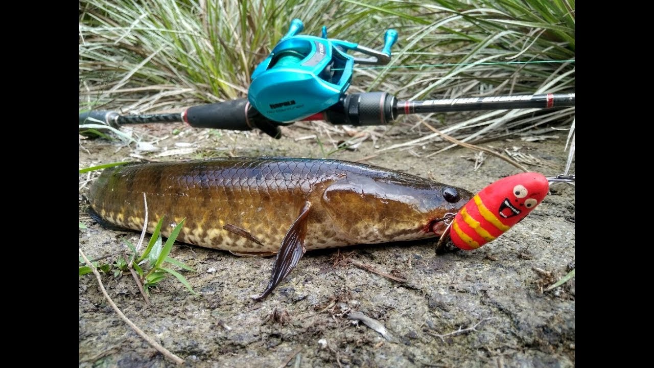 Umpan mancing unyu-unyu buat casting kocolan gabus...JRK Larva lures