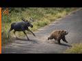 Dieser Bär Griff Den Falschen Elch An Und Zahlte Den Vollen Preis Dieser Bär Griff Den Falschen Elch An Und Zahlte Den Vollen Preis