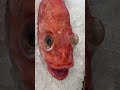 Red Rockfish