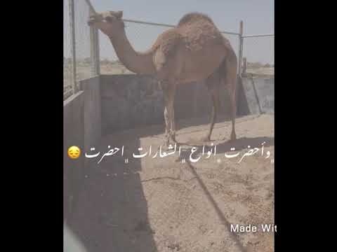 والعرب من كل دار انشرت