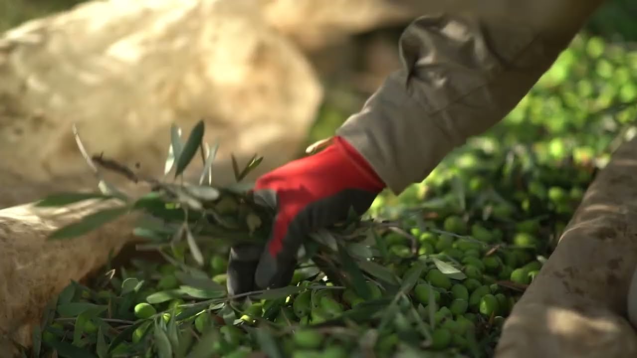 alimentos nossas marcas zuccardi