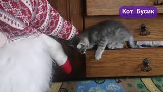 Игры маленького котенка