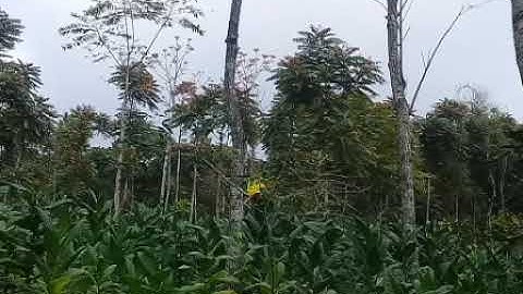 Mikat burung kepodang menggunakan mp3.hasilnya amazing😅