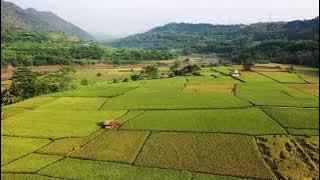 PEMANDANGAN INDAH - background sawah - pemandangan-alam-bidang-pohon - Download Gratis