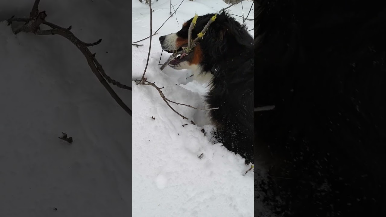 Осторожно, острые зубы 😈