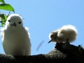 White tern and chick