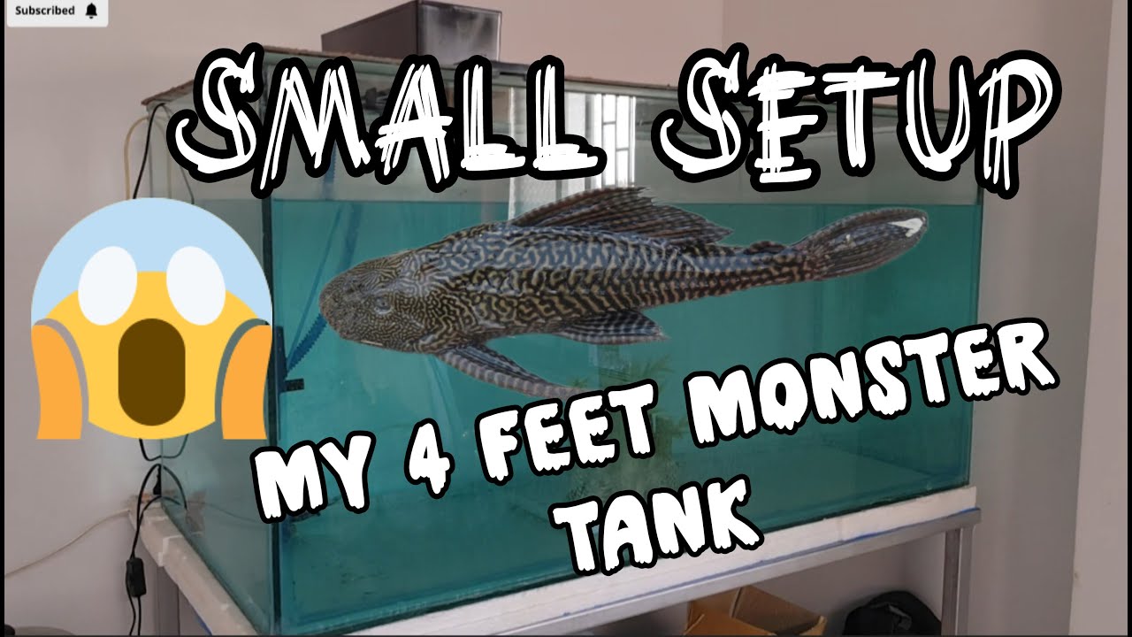 Photo inspiration: Small Setup Of My New 4 Feet Monster Tank Photo Inspiration