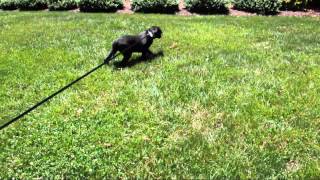 Rescue pup - 5 month old lab pitty hound mix available