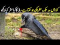 Eagle Vs Crow | کوے بے باز کا کیا حال کیا دیکھو | Planet Earth