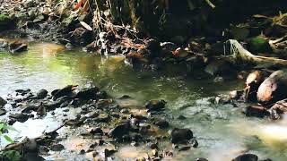 Calm Flowing River Water, The Sound of River Water is great for Relaxation, Meditation,  Study