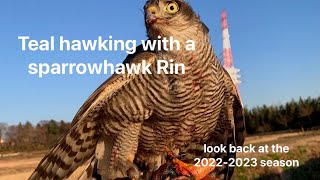 【STOOPER】Teal hawking with a sparrowhawk Rin 2022-2023season  ハイタカの凛によるコガモ狩り2022〜2023シーズン【Falconry】