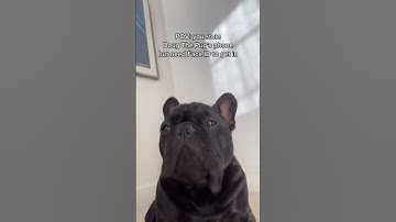 Doug The Pug IMPAWSTOR | TikTok Trend #shorts @OatieMeal