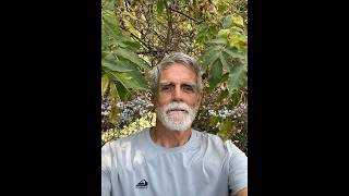 CA Native Elderberry Trees / Shrubs