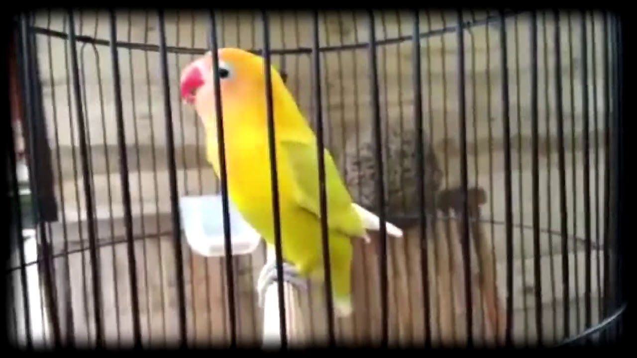 Lovebird Ngekek Durasi Panjang, Gunakan untuk PIKATAN PAUD 