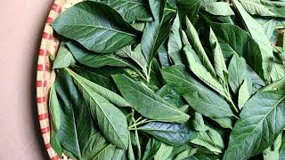 6 Benefits of African Leaf for Health