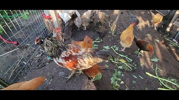 Peb mus saib qaib dua 07/18/2022