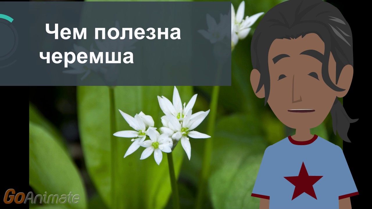 Чем полезна черемша - YouTube