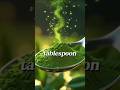 7-Day Body Transformation with Moringa: Boost Energy and Gain Muscle Fast! #shorts #boostenergy