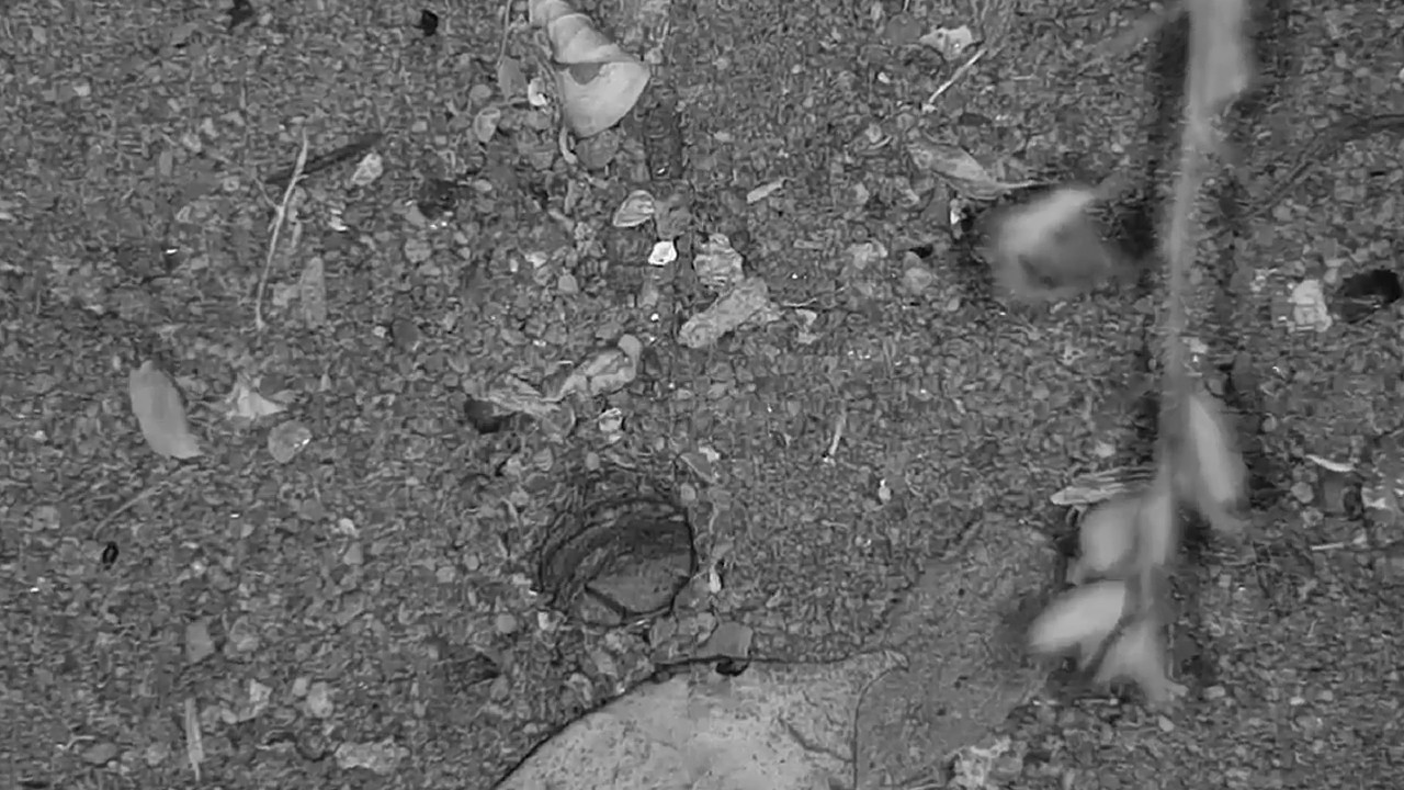 camera iphone 8 plus apk Djuma: Wolf Spider hole - 01:48 - 06/26/19