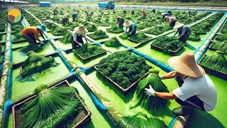 How To Harvest Modern Spirulina: Microalgae Cultivation & Processing Factory | Farming Documentary