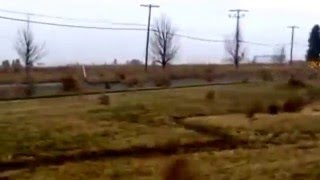 Thousands of tumble weeds blowing in the wind