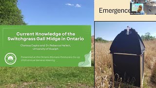 Current Knowledge of the Switchgrass Gall Midge in Ontario