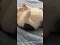 Tiny Blep &amp; Soft Stretch: Cozy Cat Nose Boop #catsoft #blep #catasmr