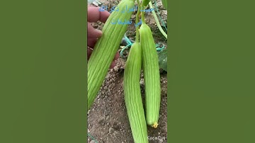 القرآن الكريم #اكسبلور سورة الواقعة