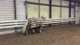 Jumping Haflinger Horse