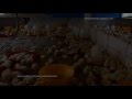 Chicken Farming