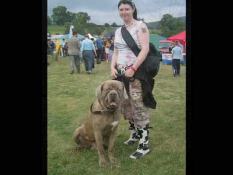 Neopolitan Mastiff X Old English Mastiff Oliver