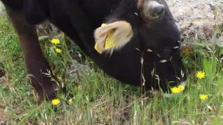 İnek Otlatmak(3) Resimi