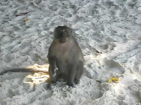 Jason Barker - PhI Phi island, Monkey beach. Dec 08 Thailand