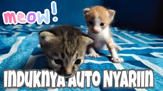 SUARA ANAK KUCING MEMANGGIL IBUNYA MINTA SUSU - Kitten Meowing