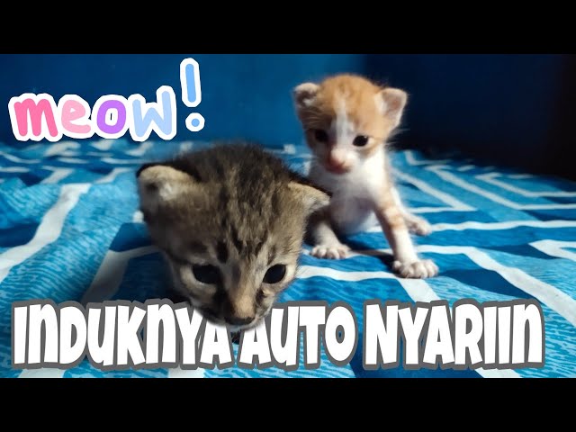 SUARA ANAK KUCING MEMANGGIL IBUNYA MINTA SUSU - Kitten Meowing class=