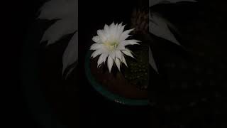 Under the moon&#39;s gentle glow, my cactus shows off its beauty. #NightBloomer #EchinopsisMagic