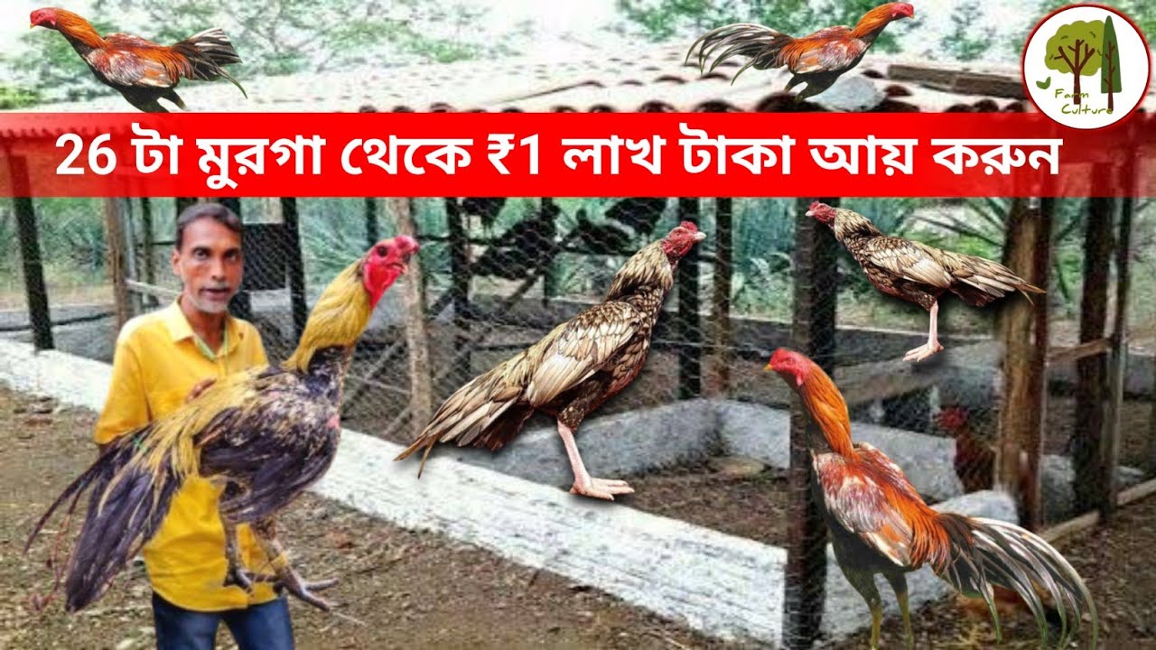 ২৬টি Aseel মুরগি দিয়ে মাসে ১ লক্ষ টাকা আয় | Aseel Murgi Farm | Desi Aseel Murga | Farm Culture