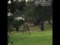 Boxing Kangaroos