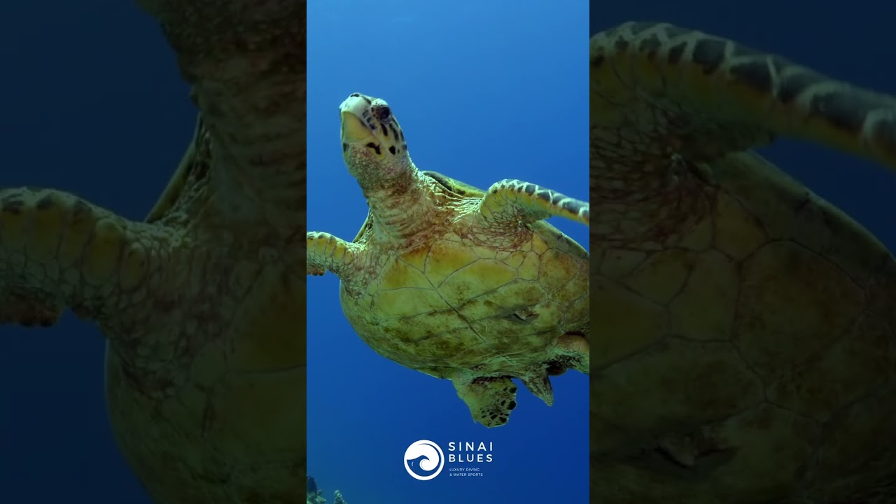 Turtle - Four Seasons House Reef 🤿 - Sharm El Sheikh - Scuba Diving - Red Sea - Egypt @sinaiblues
