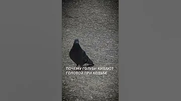 Почему голуби кивают головой при ходьбе  - интересные факты о птицах