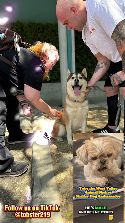 Jorah’s Second Chance 🐶✨ | Heartwarming Rescue Story | Adopted Tails