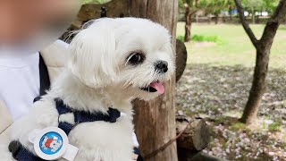 세상 무서울 거 없는 강아지의 남이섬 여행기