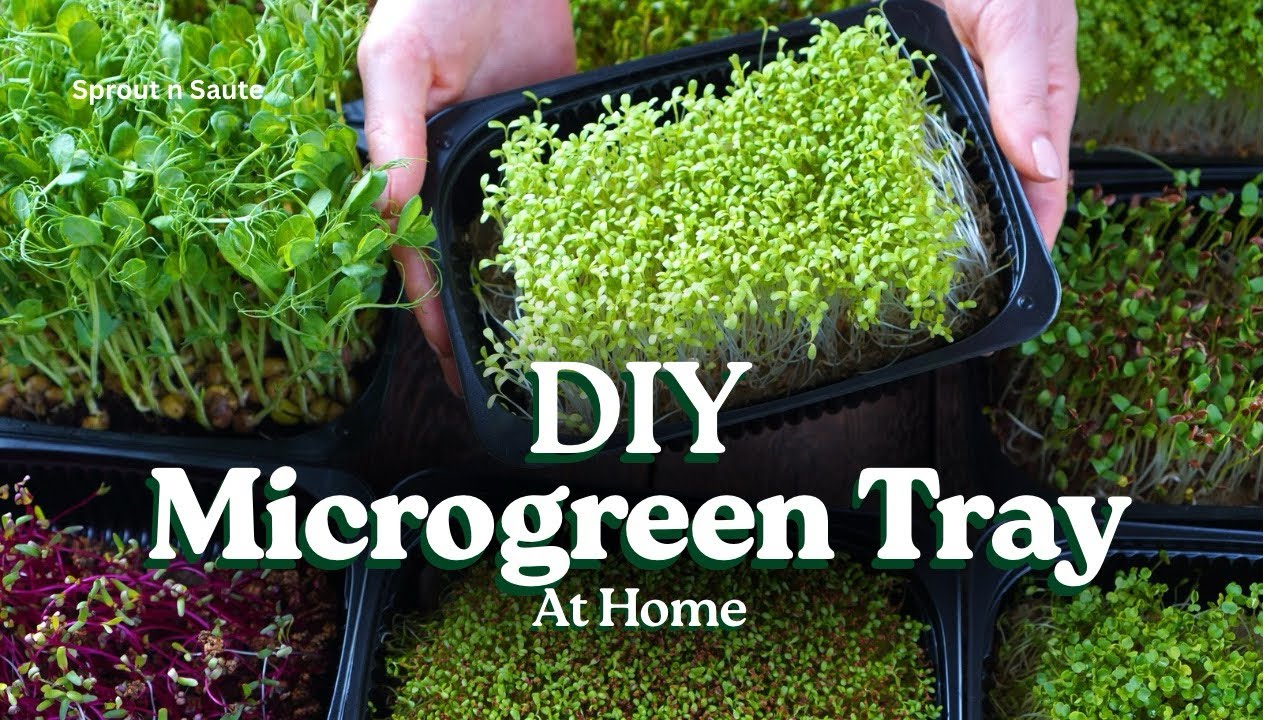How to Make a Microgreen Tray at Home ♻️ | Reuse Food Containers | DIY