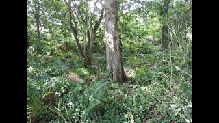 J#1 Trees as refuge