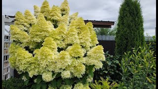 видео: Результат обрезки метельчатых гортензий. картинка: Результат обрезки метельчатых гортензий.