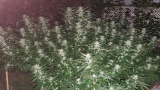 OUTDOOR GROW 2026