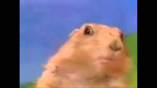 [Short Version] Dramatic Chipmunk #shorts Wealth