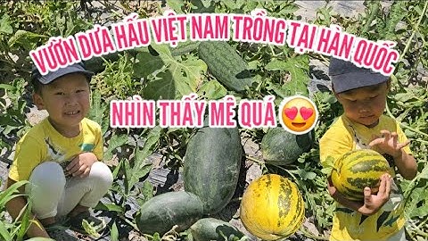 494🇰🇷🇻🇳 Dưa hấu Việt Nam trồng tại Hàn Quốc nhìn thấy mê quá.